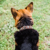 Leather Copper Rose Dog Collar With Clear European Crystals 20"